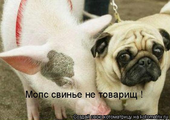 Мопс свинье не товарищ !... Котоматрица: Мопс свинье не товарищ !