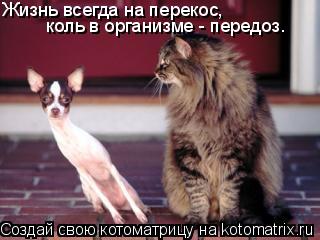Жизнь всегда на перекос, коль в организме - передоз.... Котоматрица: Жизнь всегда на перекос, коль в организме - передоз.