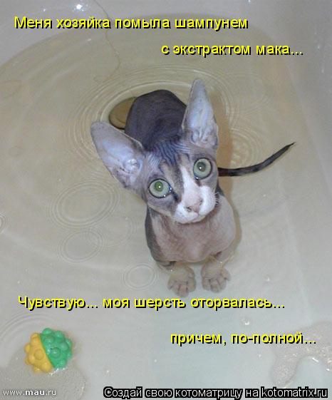Меня хозяйка помыла шампунем с экстрактом мака... Чувствую... моя шерсть оторвалась... причем, по-по... Котоматрица: Меня хозяйка помыла шампунем с экстрактом мака... Чувствую... моя шерсть оторвалась... причем, по-полной...