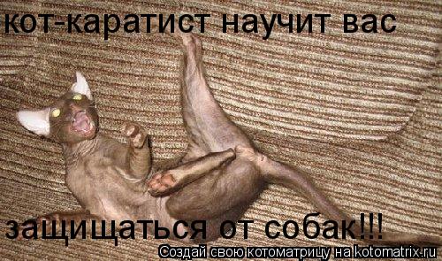 кот-каратист научит вас защищаться от собак!!!... Котоматрица: кот-каратист научит вас защищаться от собак!!!