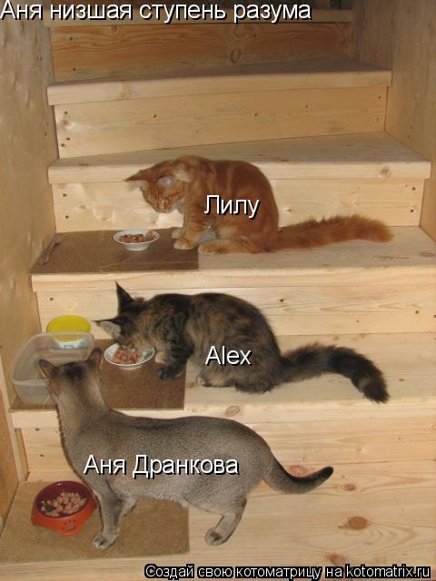 Аня Дранкова Лилу Аня низшая ступень разума Аlex... Котоматрица: Аня Дранкова Лилу Аня низшая ступень разума Аlex