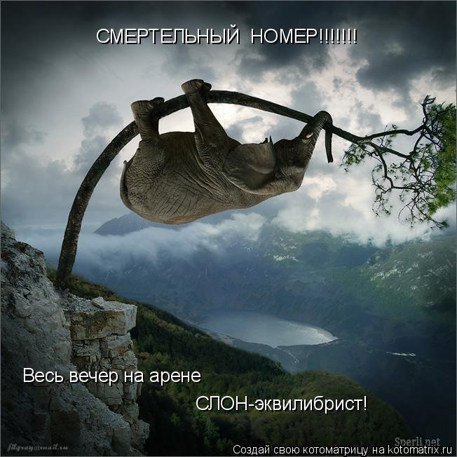 СМЕРТЕЛЬНЫЙ НОМЕР!!!!!!! Весь вечер на арене СЛОН-эквилибрист!... Котоматрица: СМЕРТЕЛЬНЫЙ НОМЕР!!!!!!! Весь вечер на арене СЛОН-эквилибрист!