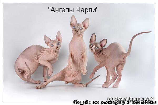 "Ангелы Чарли"... Котоматрица: "Ангелы Чарли"