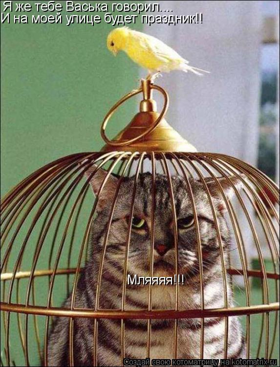 Я же тебе Васька говорил.... И на моей улице будет праздник!! Мляяяя!!!... Котоматрица: Я же тебе Васька говорил.... И на моей улице будет праздник!! Мляяяя!!!