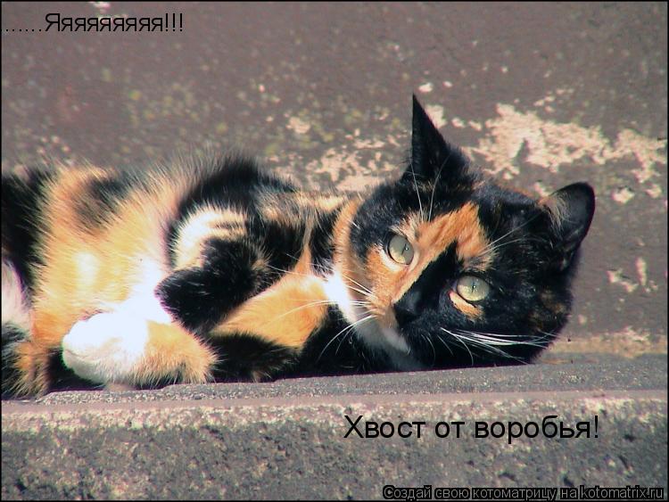 .......Яяяяяяяяя!!! Хвост от воробья!... Котоматрица: .......Яяяяяяяяя!!! Хвост от воробья!