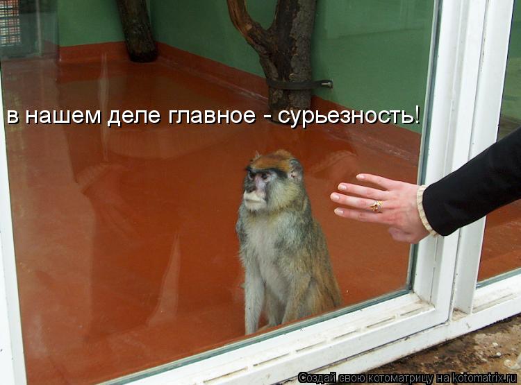 в нашем деле главное - сурьезность!... Котоматрица: в нашем деле главное - сурьезность!