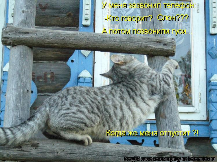 У меня зазвонил телефон: -Кто говорит? Слон??? А потом позвонили гуси... Когда же меня отпустит ?!... Котоматрица: У меня зазвонил телефон: -Кто говорит? Слон??? А потом позвонили гуси... Когда же меня отпустит ?!