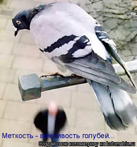 Меткость - вежливость голубей...... Котоматрица: Меткость - вежливость голубей...
