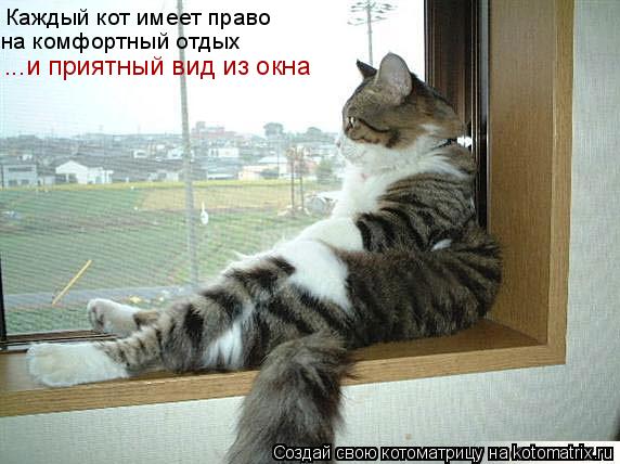 Каждый кот имеет право на комфортный отдых ...и приятный вид из окна... Котоматрица: Каждый кот имеет право на комфортный отдых ...и приятный вид из окна