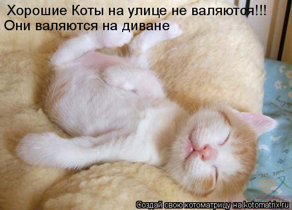 Хорошие Коты на улице не валяются!!! Они валяются на диване... Котоматрица: Хорошие Коты на улице не валяются!!! Они валяются на диване
