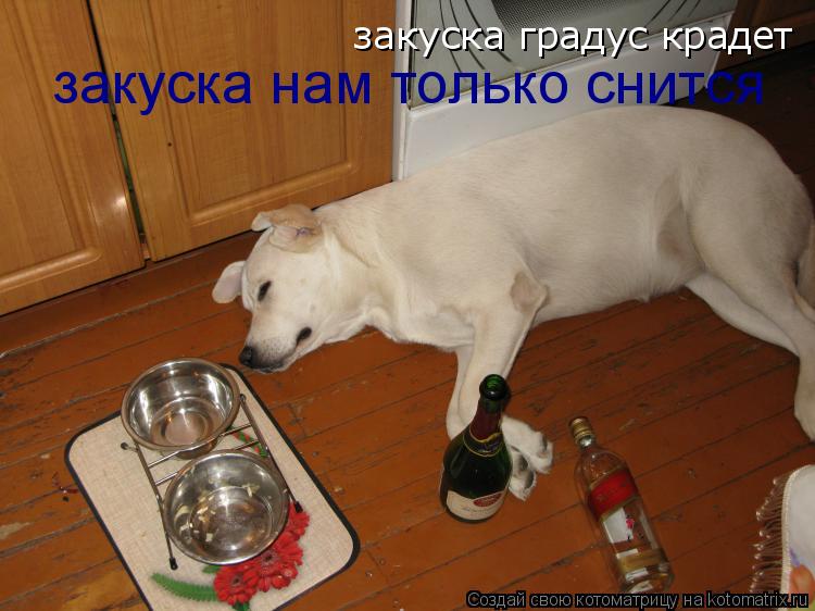 закуска градус крадет закуска нам только снится... Котоматрица: закуска градус крадет закуска нам только снится