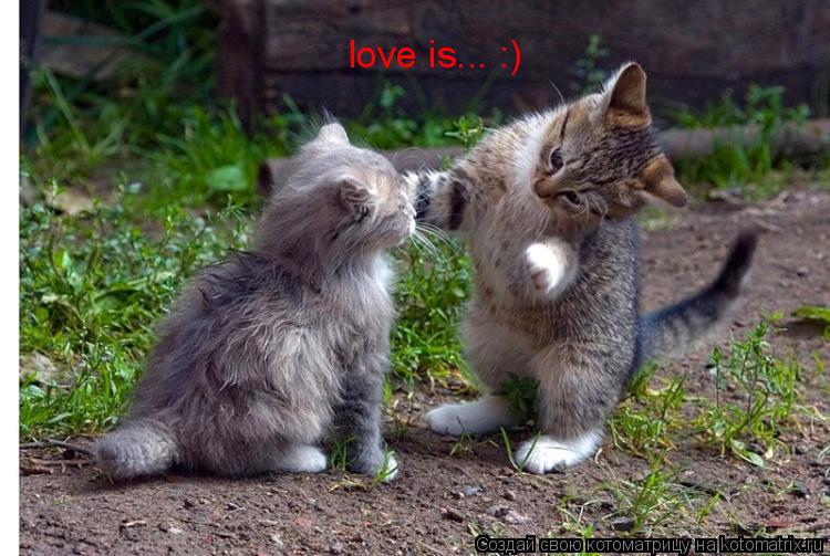 Котоматрица: love is... :)