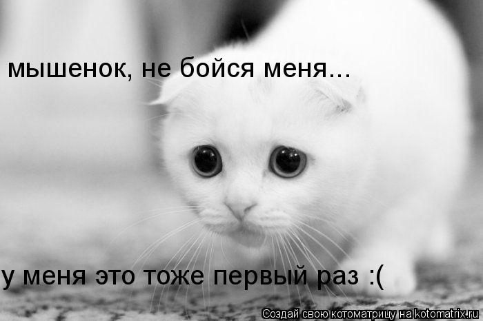 мышенок, не бойся меня... у меня это тоже первый раз :(... Котоматрица: мышенок, не бойся меня... у меня это тоже первый раз :(
