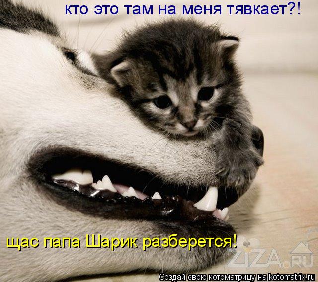 кто это там на меня тявкает?! щас папа Шарик разберется!... Котоматрица: кто это там на меня тявкает?! щас папа Шарик разберется!