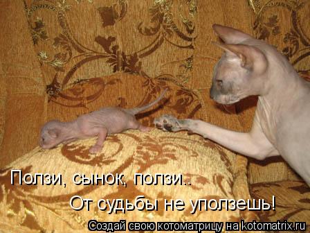 Ползи, сынок, ползи.. От судьбы не уползешь!... Котоматрица: Ползи, сынок, ползи.. От судьбы не уползешь!