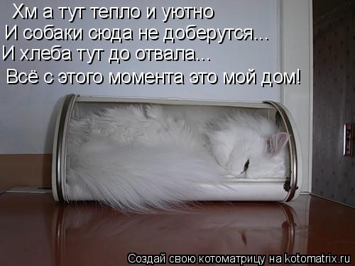 Хм а тут тепло и уютно И собаки сюда не доберутся... И хлеба тут до отвала... Всё с этого момента эт... Котоматрица: Хм а тут тепло и уютно И собаки сюда не доберутся... И хлеба тут до отвала... Всё с этого момента это мой дом!