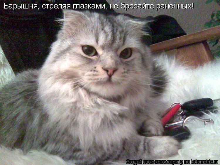 Барышня, стреляя глазками, не бросайте раненных!... Котоматрица: Барышня, стреляя глазками, не бросайте раненных!