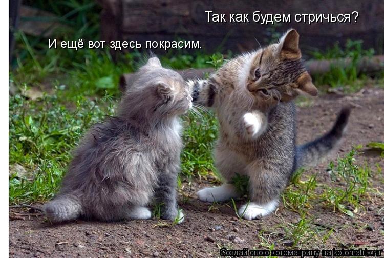 Так как будем стричься? И ещё вот здесь покрасим.... Котоматрица: Так как будем стричься? И ещё вот здесь покрасим.
