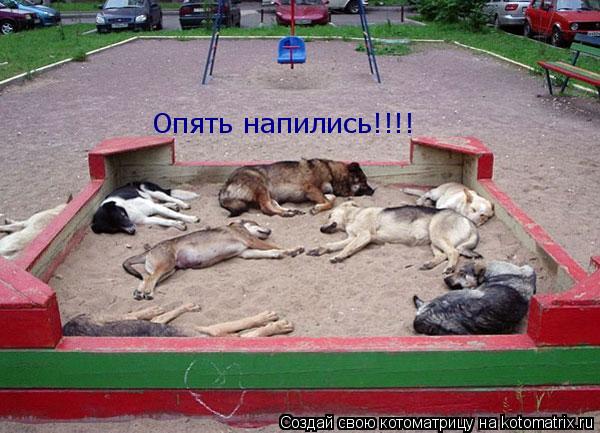 Опять напились!!!!... Котоматрица: Опять напились!!!!