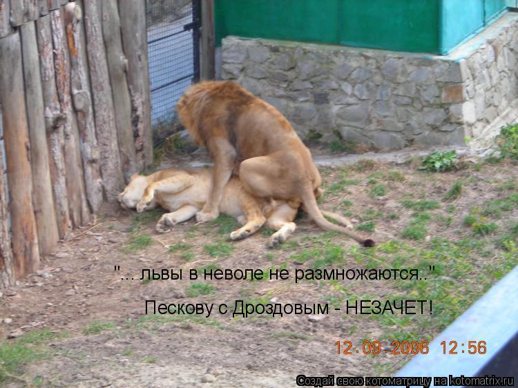 "... львы в неволе не размножаются.." "... львы в неволе не размножаются.." Пескову с Дроздовым - НЕЗ... Котоматрица: "... львы в неволе не размножаются.." "... львы в неволе не размножаются.." Пескову с Дроздовым - НЕЗАЧЕТ!