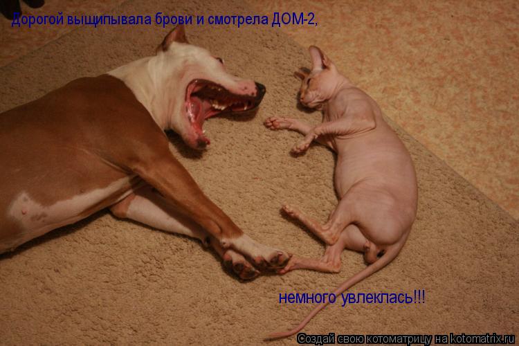 Дорогой выщипывала брови и смотрела ДОМ-2, немного увлеклась!!!... Котоматрица: Дорогой выщипывала брови и смотрела ДОМ-2, немного увлеклась!!!