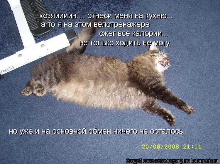 хозяиииин.... отнеси меня на кухню... а то я на этом велотренажере сжег все калории... не только ходи... Котоматрица: хозяиииин.... отнеси меня на кухню... а то я на этом велотренажере сжег все калории... не только ходить не могу, но уже и на основной обмен ничег