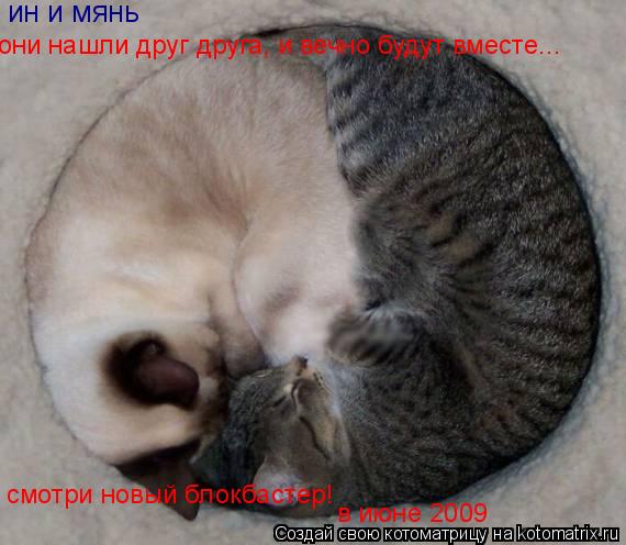 ин и мянь они нашли друг друга, и вечно будут вместе... смотри новый блокбастер! в июне 2009... Котоматрица: ин и мянь они нашли друг друга, и вечно будут вместе... смотри новый блокбастер! в июне 2009