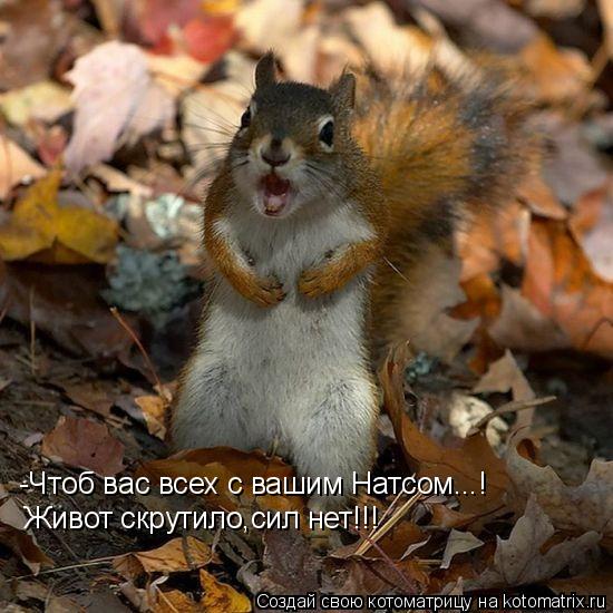 -Чтоб вас всех с вашим Натсом...! Живот скрутило,сил нет!!!... Котоматрица: -Чтоб вас всех с вашим Натсом...! Живот скрутило,сил нет!!!
