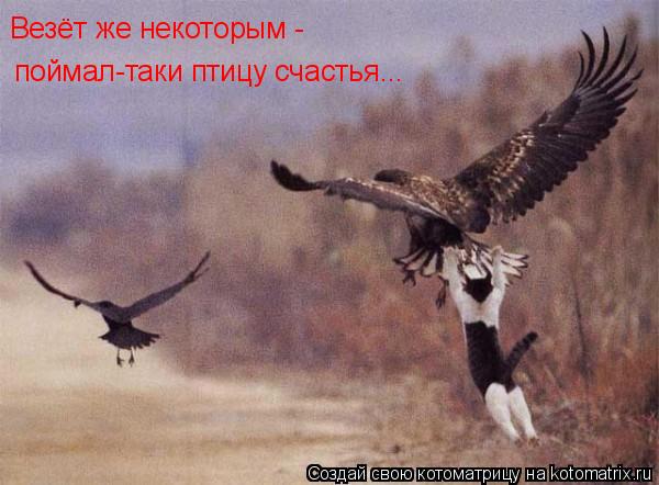 поймал-таки птицу счастья... Везёт же некоторым -... Котоматрица: поймал-таки птицу счастья... Везёт же некоторым -