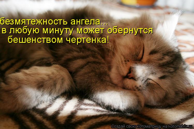 безмятежность ангела... в любую минуту может обернутся бешенством чертенка!... Котоматрица: безмятежность ангела... в любую минуту может обернутся бешенством чертенка!