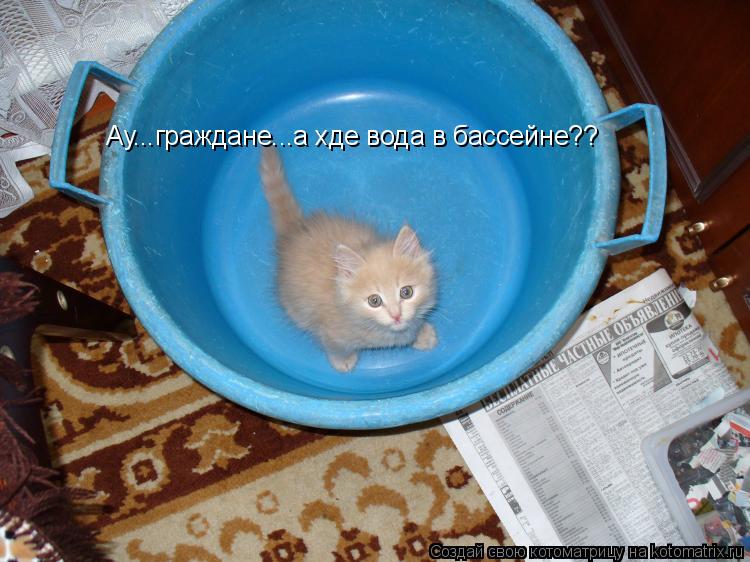 Ау...граждане...а хде вода в бассейне??... Котоматрица: Ау...граждане...а хде вода в бассейне??