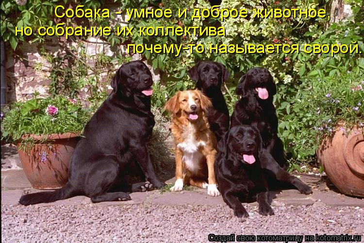 почему-то называется сворой. но собрание их коллектива Собака - умное и доброе животное,... Котоматрица: почему-то называется сворой. но собрание их коллектива Собака - умное и доброе животное,