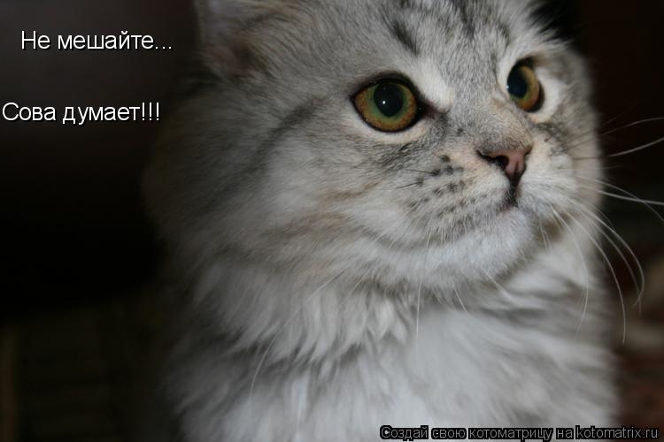 Hе мешайте... Сова думает!!!... Котоматрица: Hе мешайте... Сова думает!!!