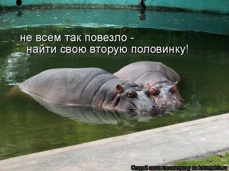 не всем так повезло - найти свою вторую половинку!... Котоматрица: не всем так повезло - найти свою вторую половинку!
