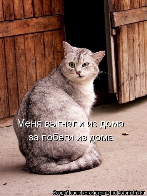 Меня выгнали из дома за побеги из дома... Котоматрица: Меня выгнали из дома за побеги из дома