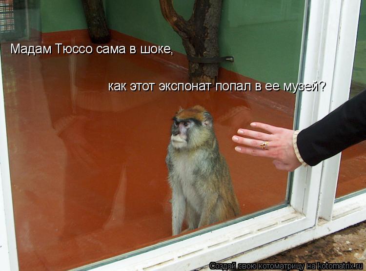 Мадам Тюссо сама в шоке, как этот экспонат попал в ее музей?... Котоматрица: Мадам Тюссо сама в шоке, как этот экспонат попал в ее музей?