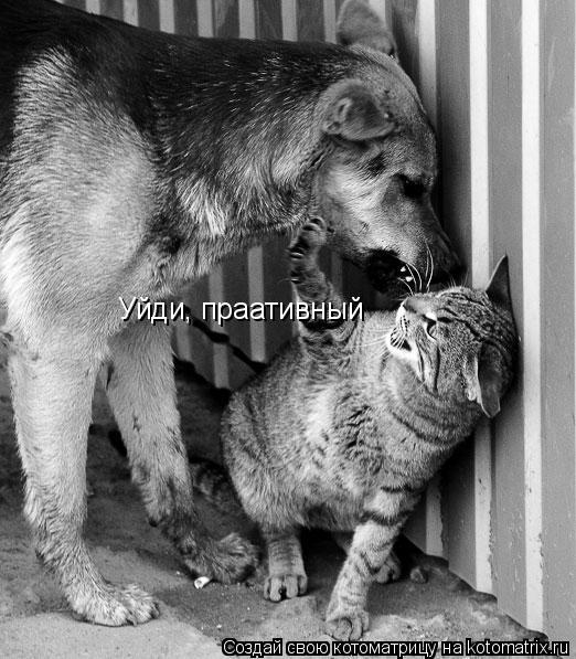 Уйди, праативный... Котоматрица: Уйди, праативный