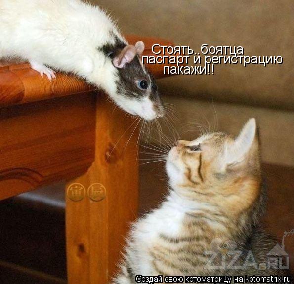 Стоять..боятца паспарт и регистрацию пакажи!!... Котоматрица: Стоять..боятца паспарт и регистрацию пакажи!!