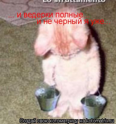 ... и ведерки полные... и не черный я уже...... Котоматрица: ... и ведерки полные... и не черный я уже...