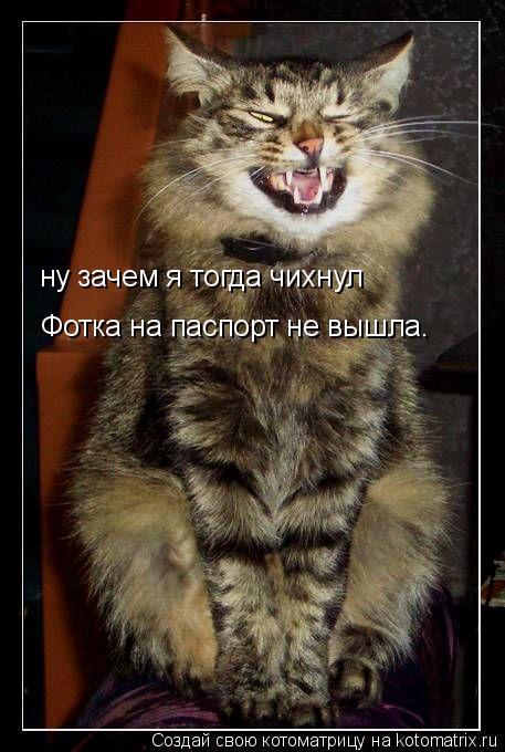ну зачем я тогда чихнул Фотка на паспорт не вышла.... Котоматрица: ну зачем я тогда чихнул Фотка на паспорт не вышла.