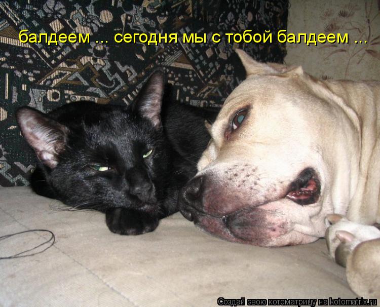 балдеем ... сегодня мы с тобой балдеем ...... Котоматрица: балдеем ... сегодня мы с тобой балдеем ...