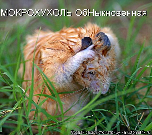 МОКРОХУХОЛЬ ОбНыкновенная... Котоматрица: МОКРОХУХОЛЬ ОбНыкновенная