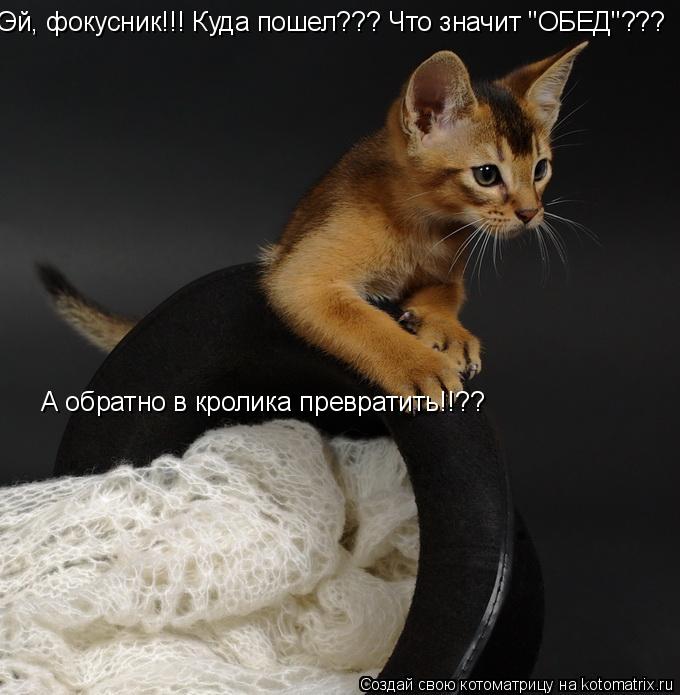 Эй, фокусник!!! Куда пошел??? Что значит "ОБЕД"??? А обратно в кролика превратить!!??... Котоматрица: Эй, фокусник!!! Куда пошел??? Что значит "ОБЕД"??? А обратно в кролика превратить!!??