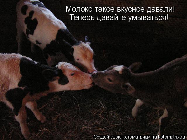 Молоко такое вкусное давали! Теперь давайте умываться!... Котоматрица: Молоко такое вкусное давали! Теперь давайте умываться!