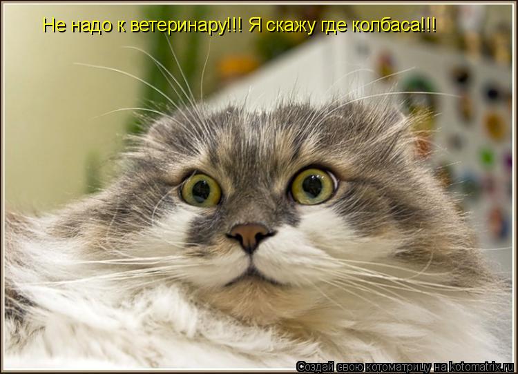 Не надо к ветеринару!!! Я скажу где колбаса!!!... Котоматрица: Не надо к ветеринару!!! Я скажу где колбаса!!!