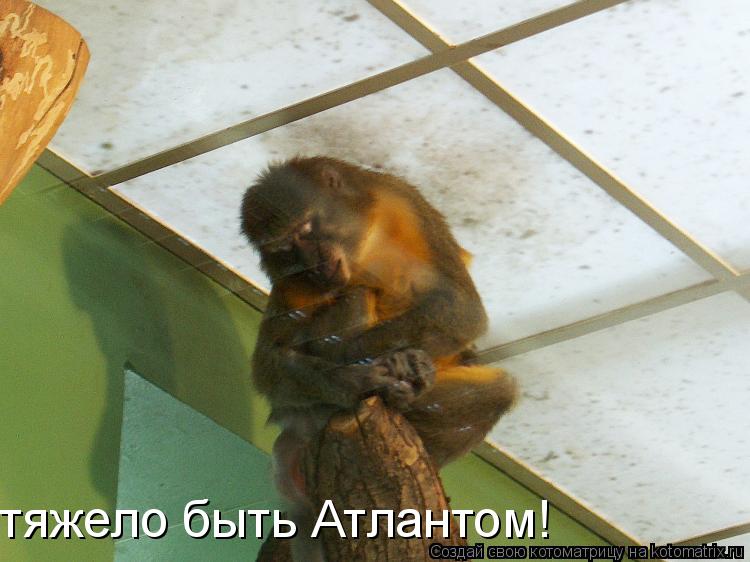 тяжело быть Атлантом!... Котоматрица: тяжело быть Атлантом!