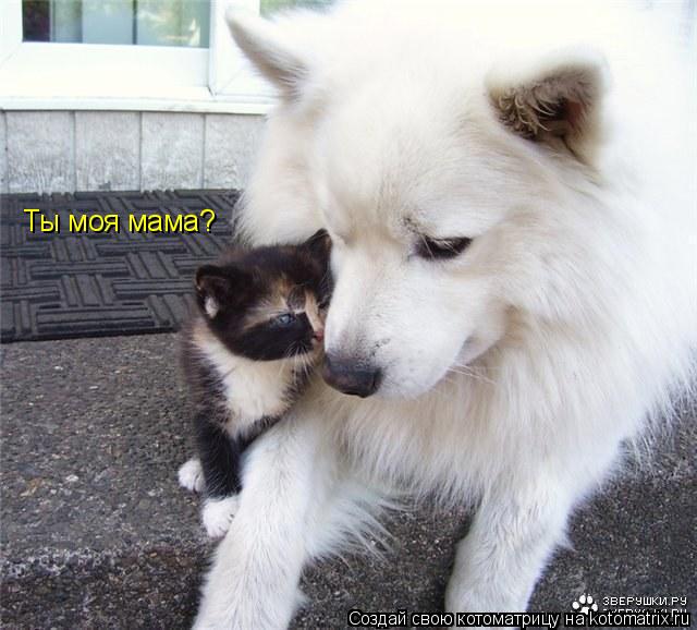 Ты моя мама?... Котоматрица: Ты моя мама?