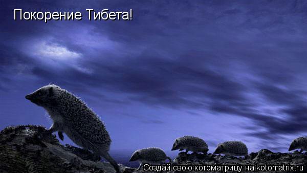Покорение Тибета!... Котоматрица: Покорение Тибета!
