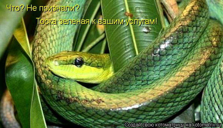 Что? Не признали? Тоска зеленая к вашим услугам!... Котоматрица: Что? Не признали? Тоска зеленая к вашим услугам!