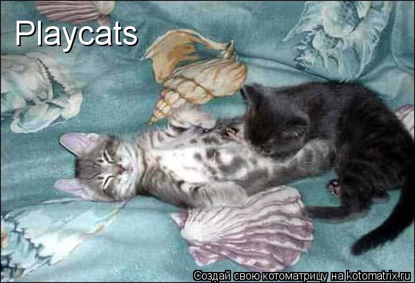 Playcats... Котоматрица: Playcats